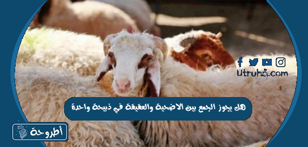 حكم الجمع بين نية الأضحية والعقيقة