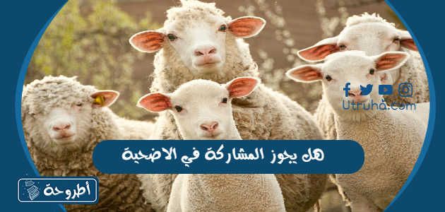 هل يجوز المشاركة في الاضحية