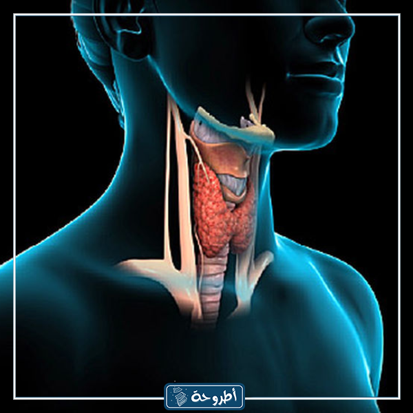 كيف تقرأ تحليل الغدة الدرقية